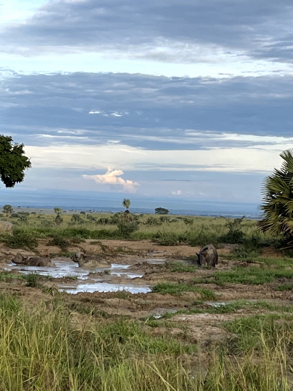 Gorillas & Wildlife Safari — 5 Days - Photo 10