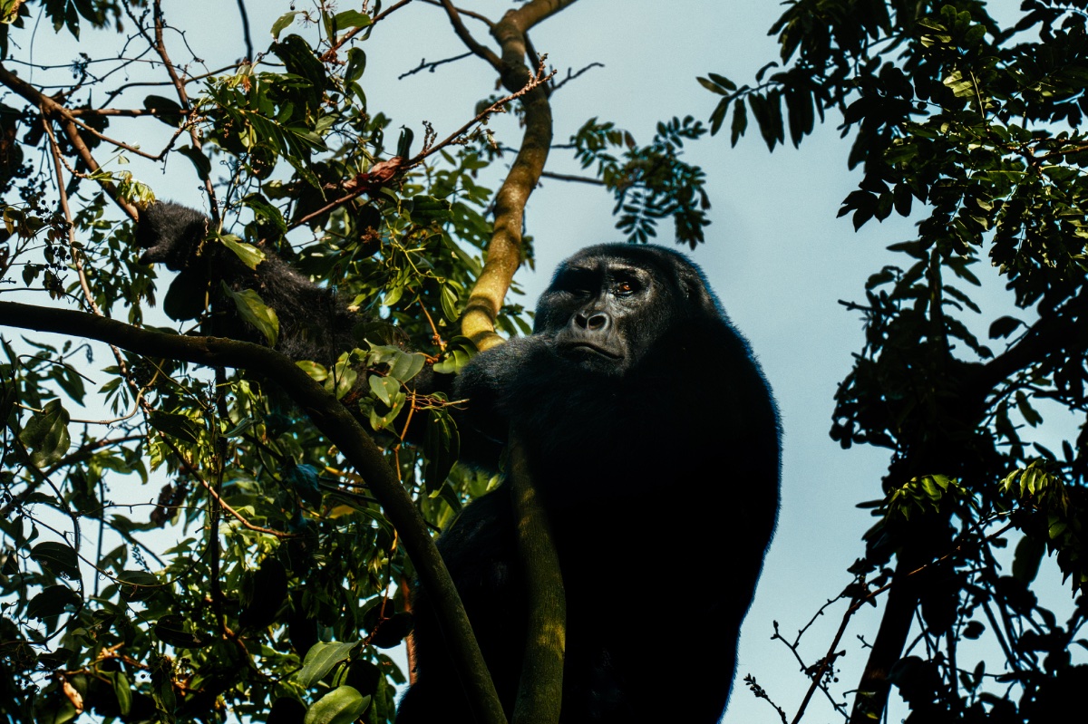 Bwindi Impenetrable National Park