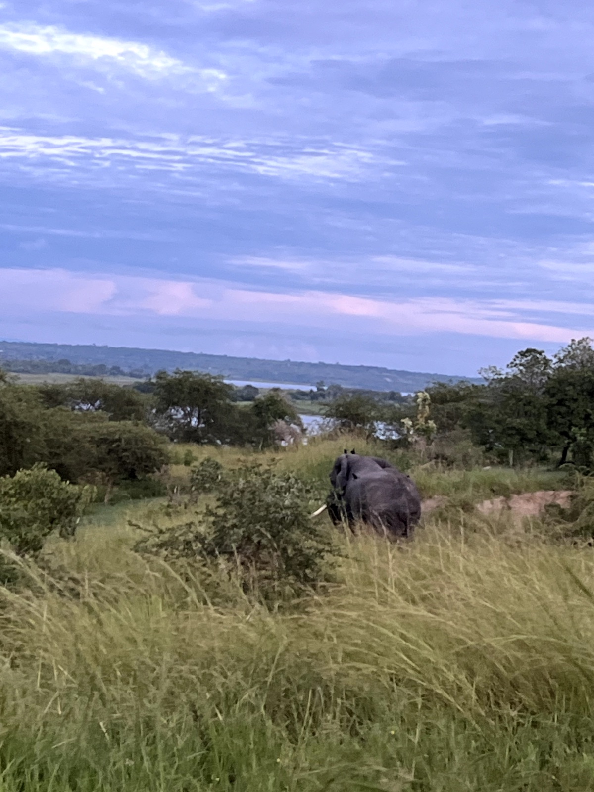 Gorillas & Wildlife Safari — 5 Days