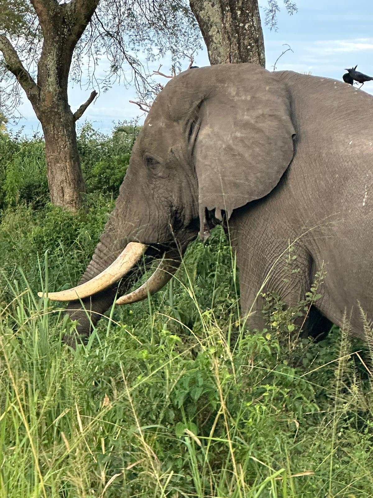 Best of West Uganda — 7 Days - Photo 7