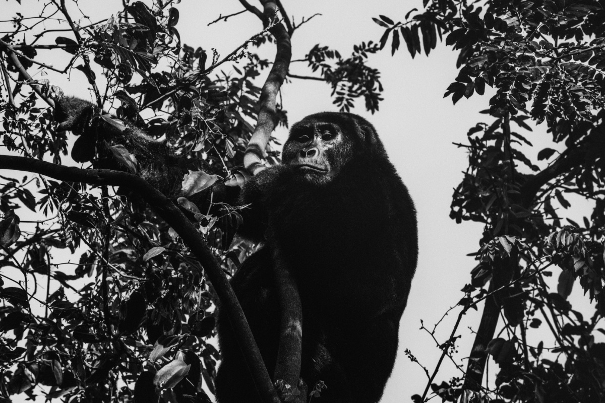 Kigali Gorilla Express — 3 Days - Photo 2