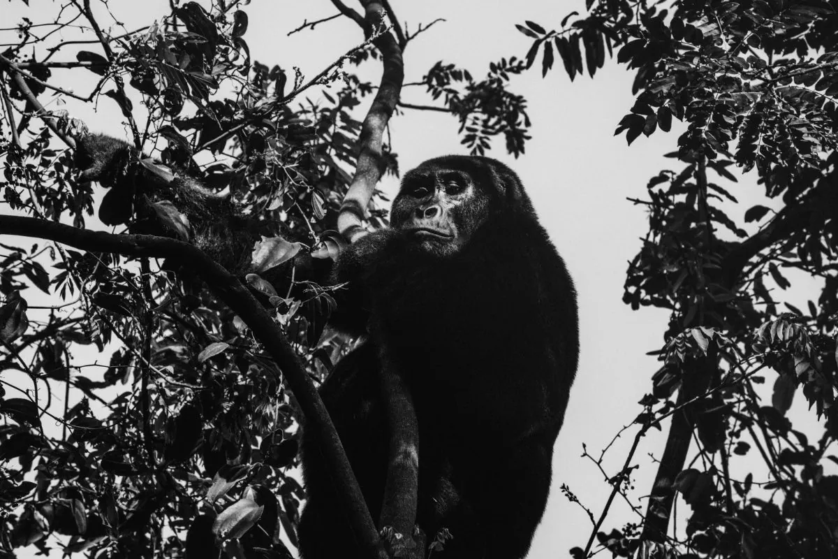 Kigali Gorilla Express — 3 Days - Photo 2