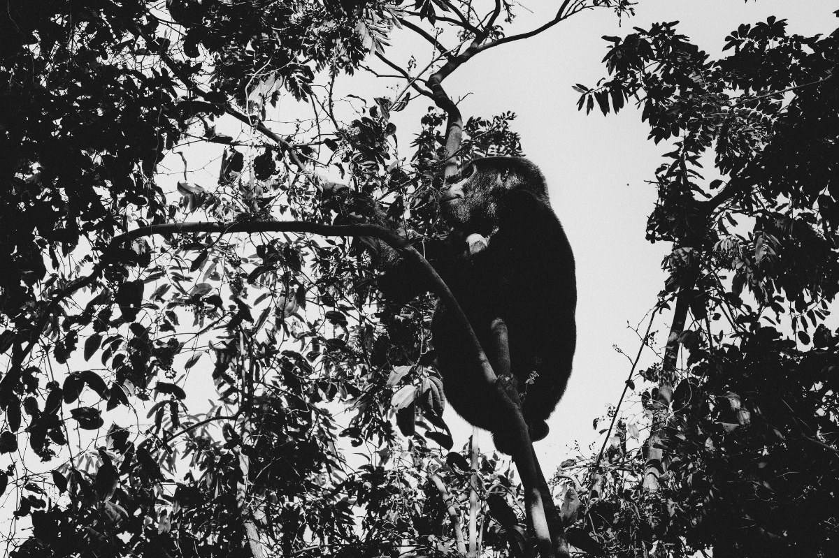 Best of West Uganda — 7 Days - Photo 2