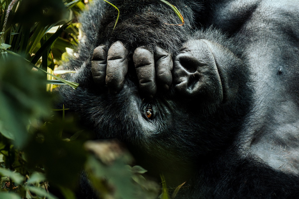 Kigali Gorilla Express — 3 Days
