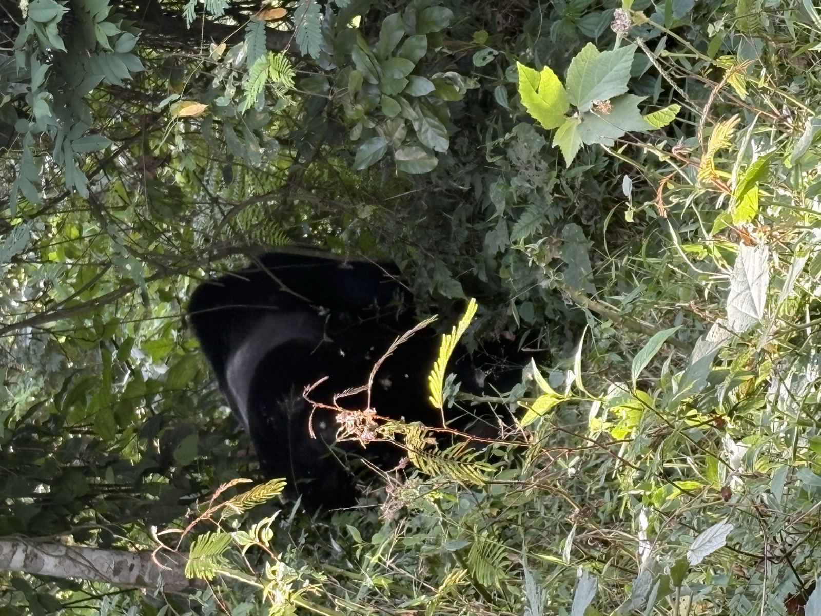Gorillas & Chimps — 4 Days - Photo 7