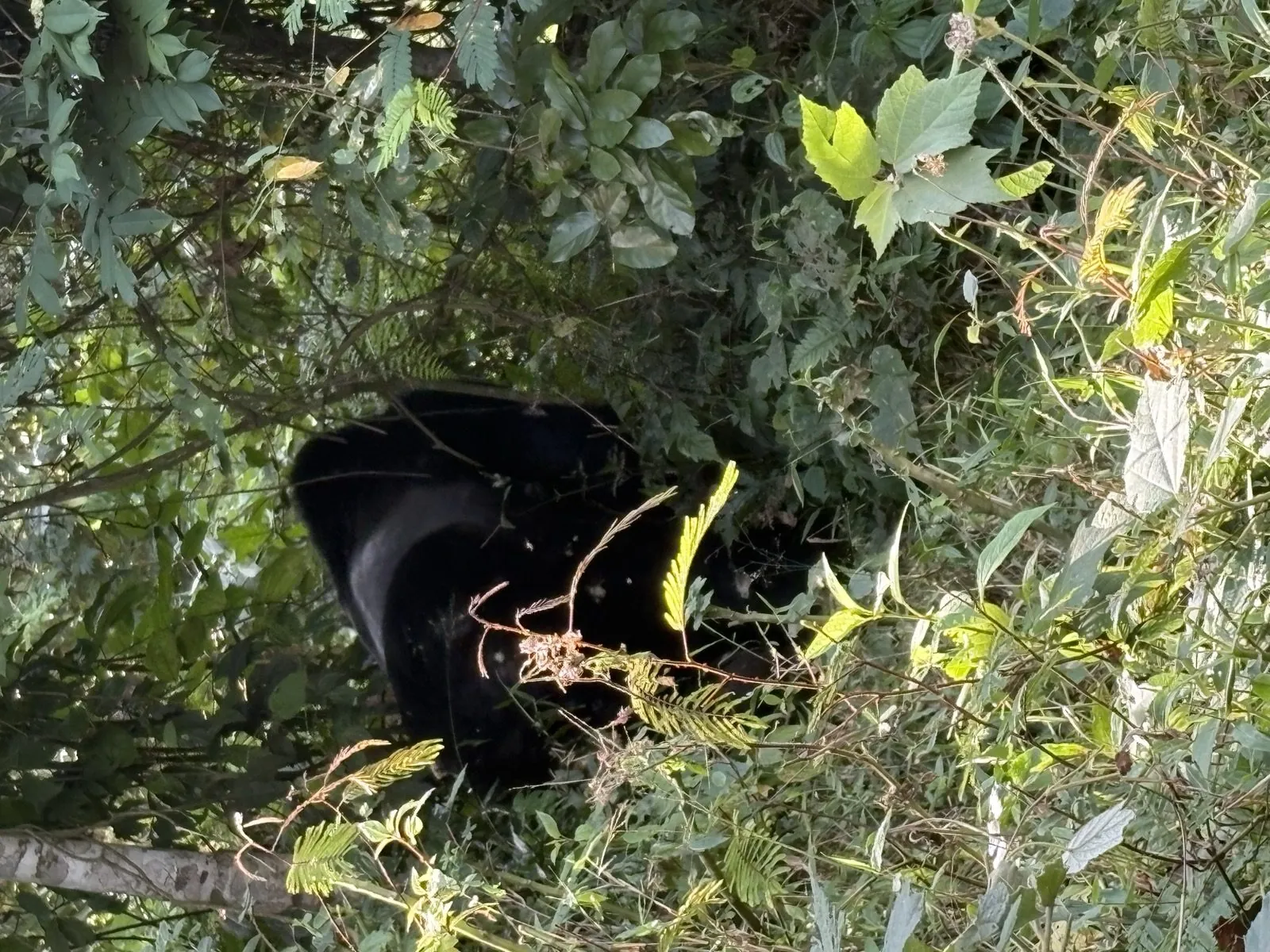 Gorillas & Chimps — 4 Days - Photo 7