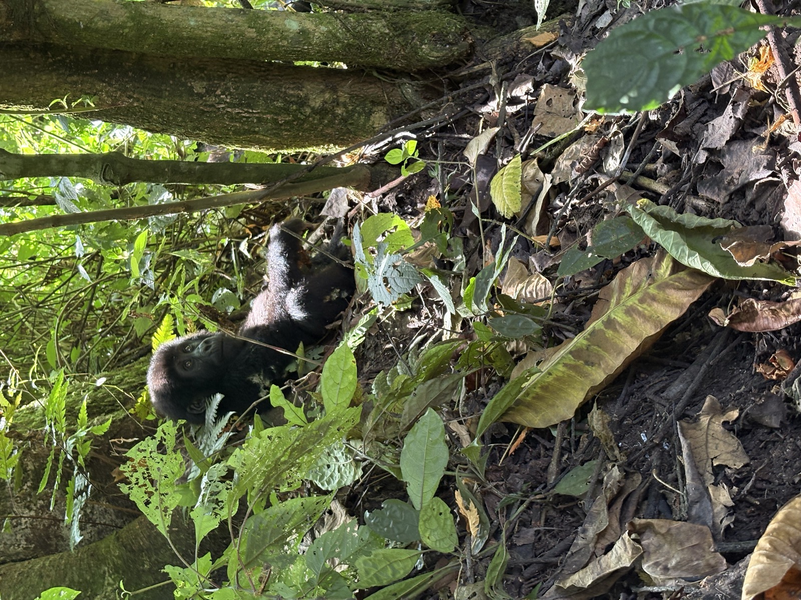 Kigali Gorilla Express — 3 Days - Photo 5