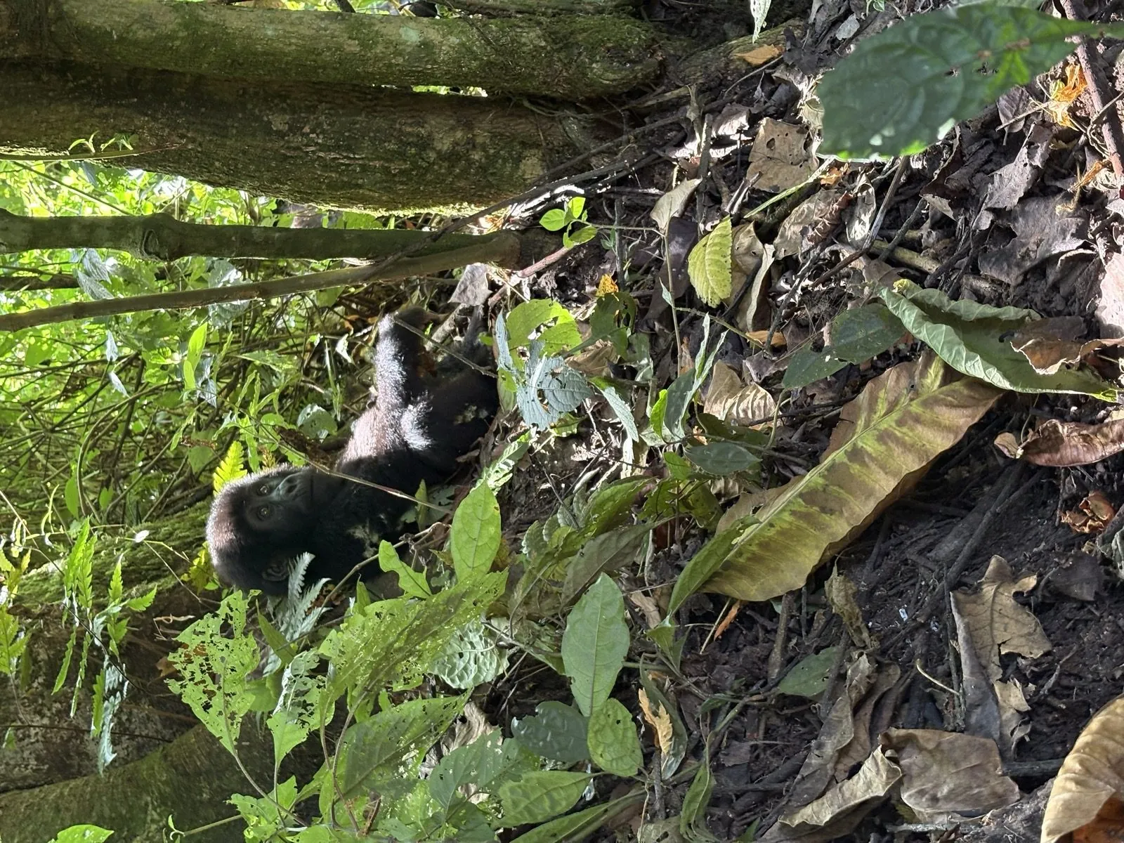 Kigali Gorilla Express — 3 Days - Photo 5