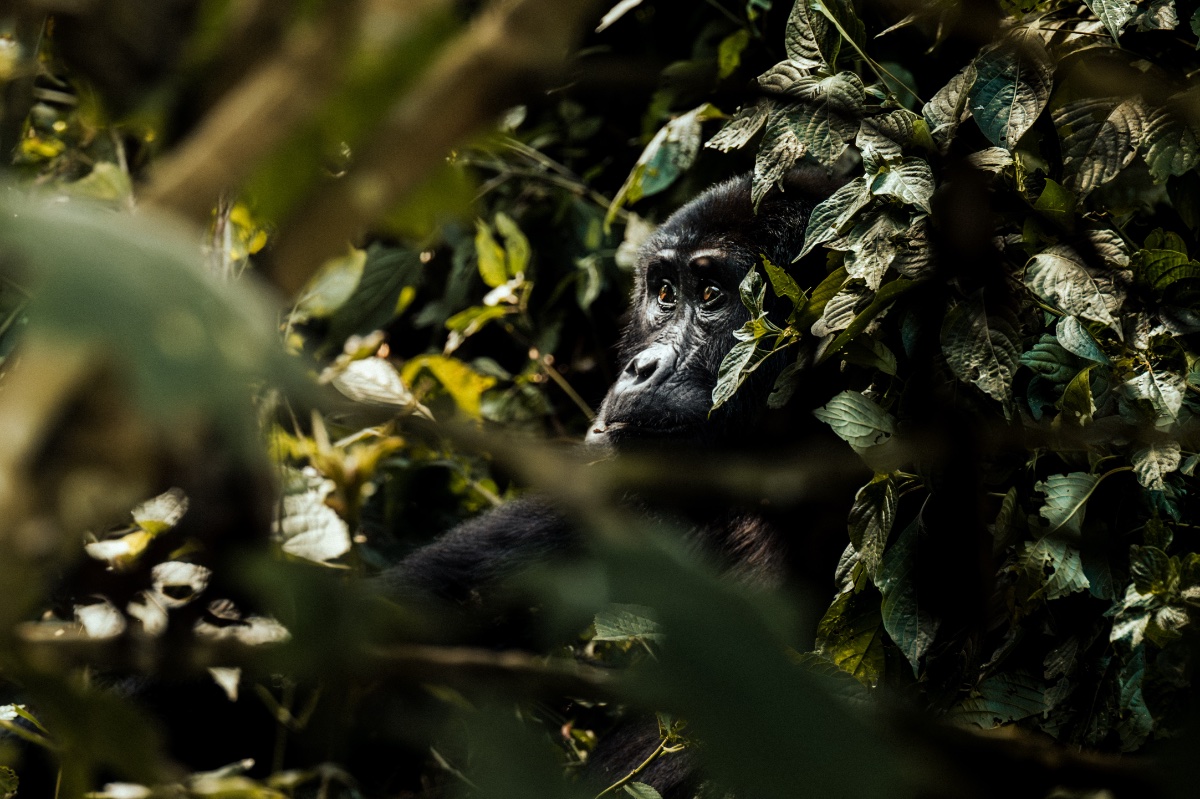 Gorillas & Chimps — 4 Days