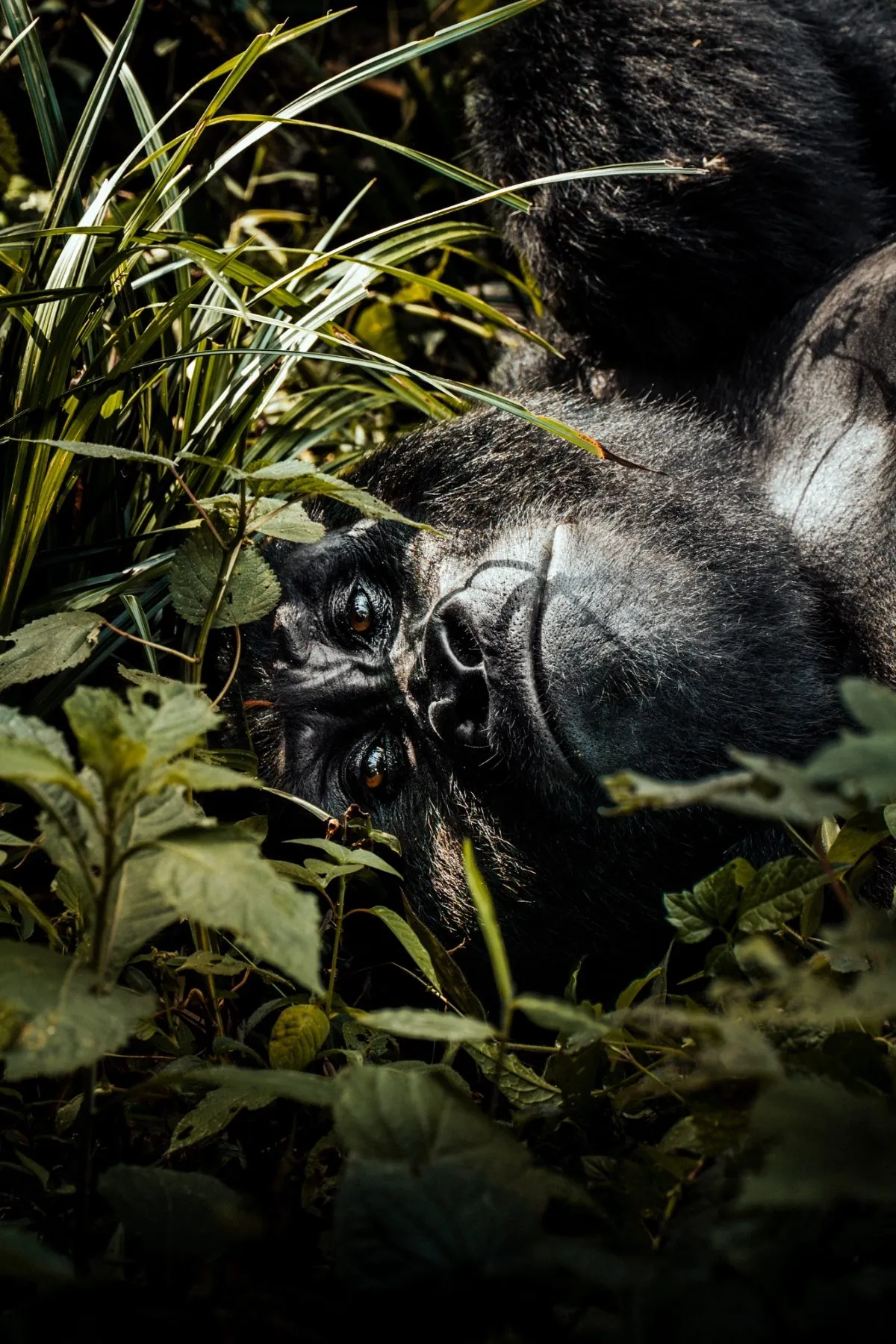 Fly-In Gorilla Safari — 3 Days - Photo 3