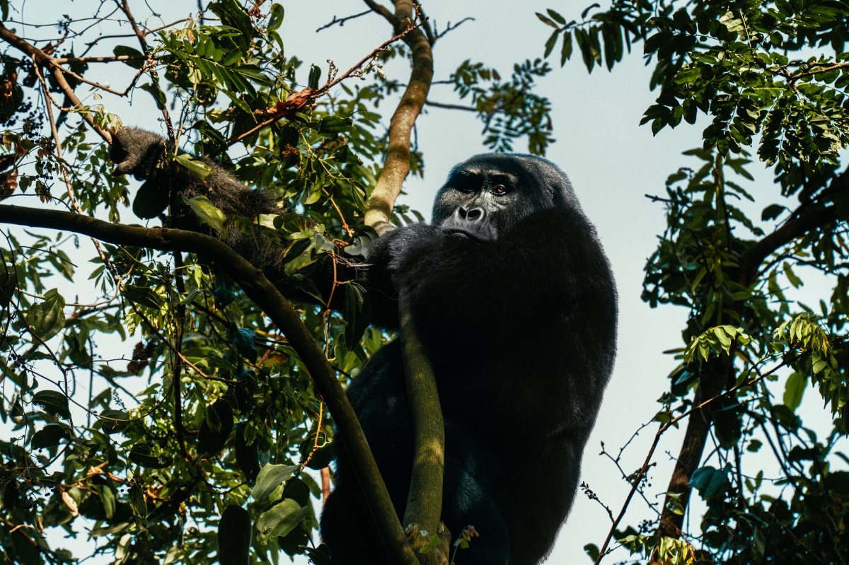 Gorillas & Chimps — 4 Days - Photo 1