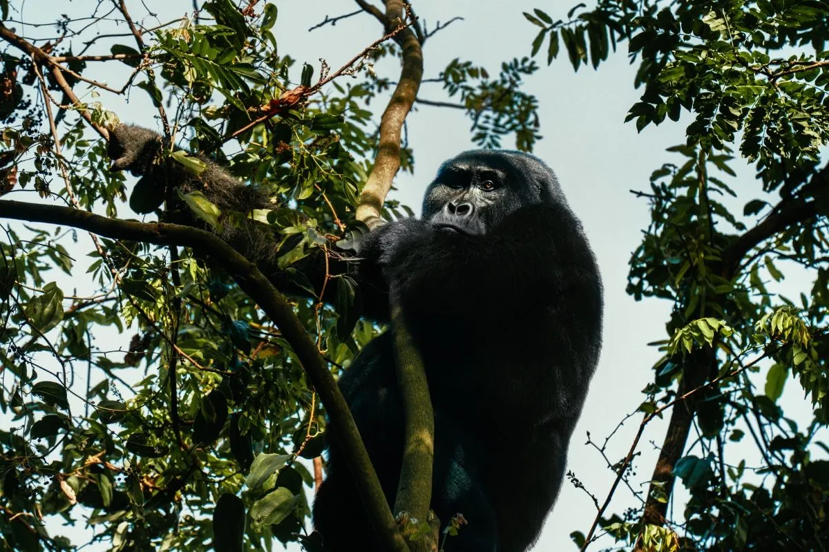 Fly-In Gorilla Safari — 3 Days - Photo 1