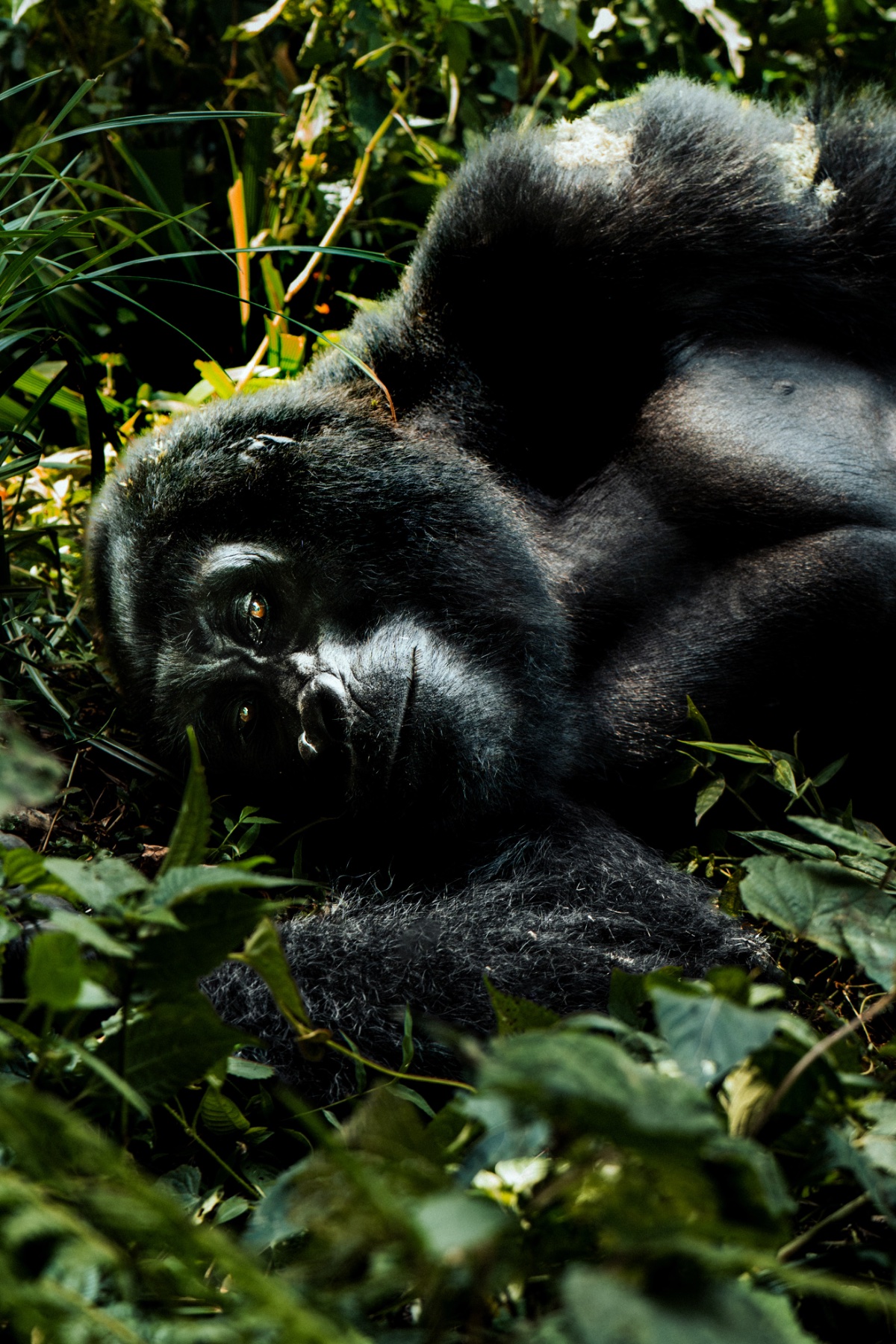 Gorilla Encounter — 3 Days