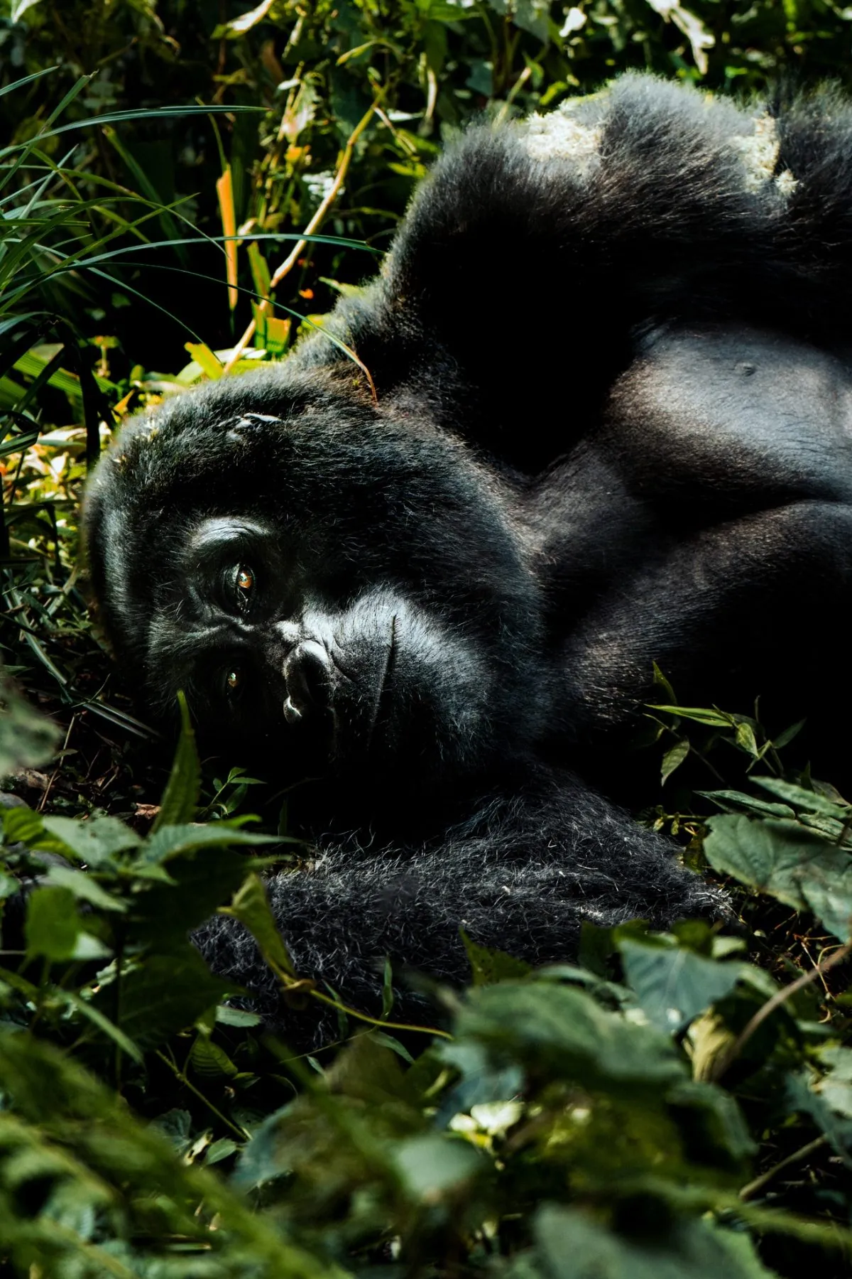 Silverback mountain gorilla resting in Bwindi Impenetrable National Park, Uganda
