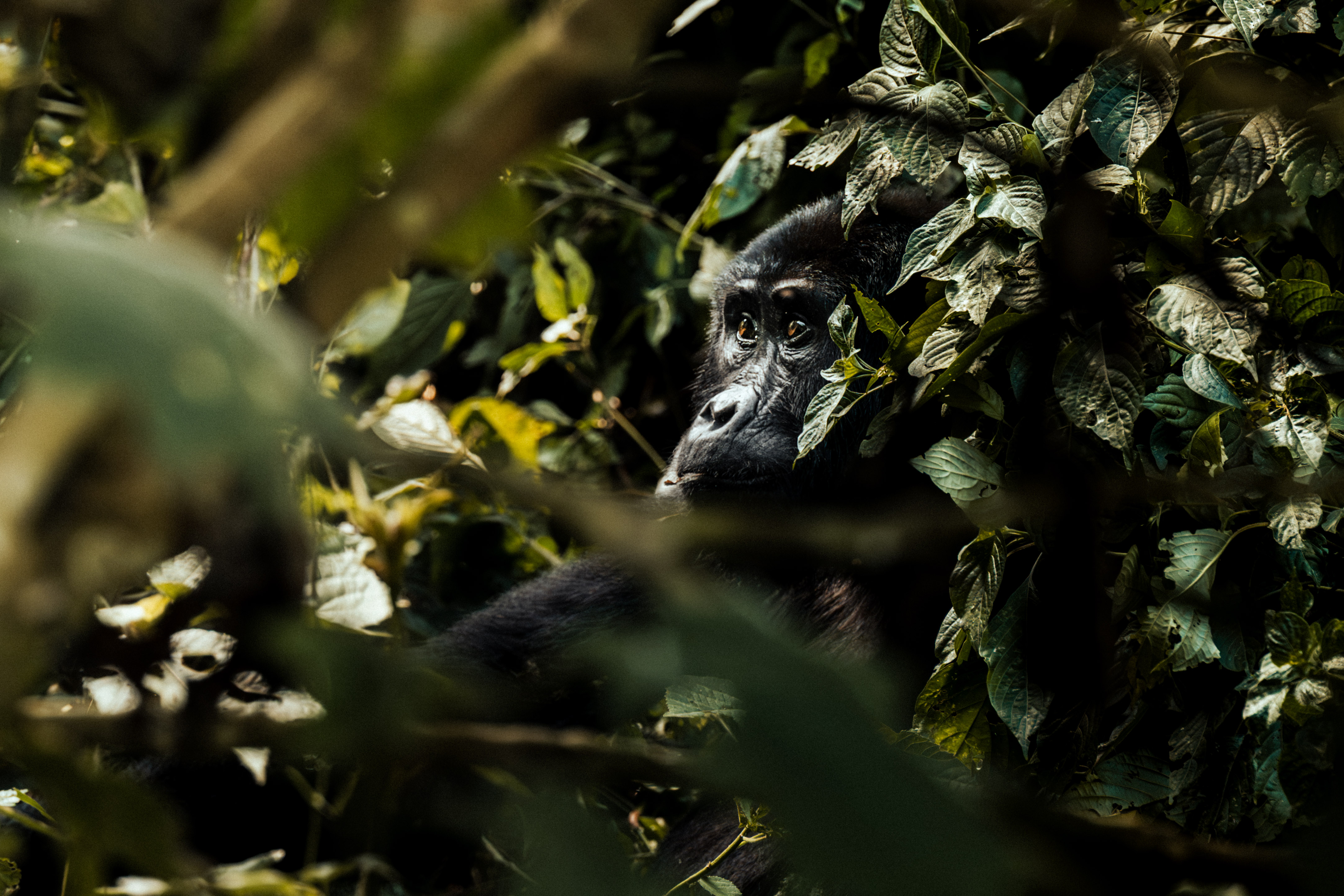 Mountain gorilla family in Bwindi, Uganda