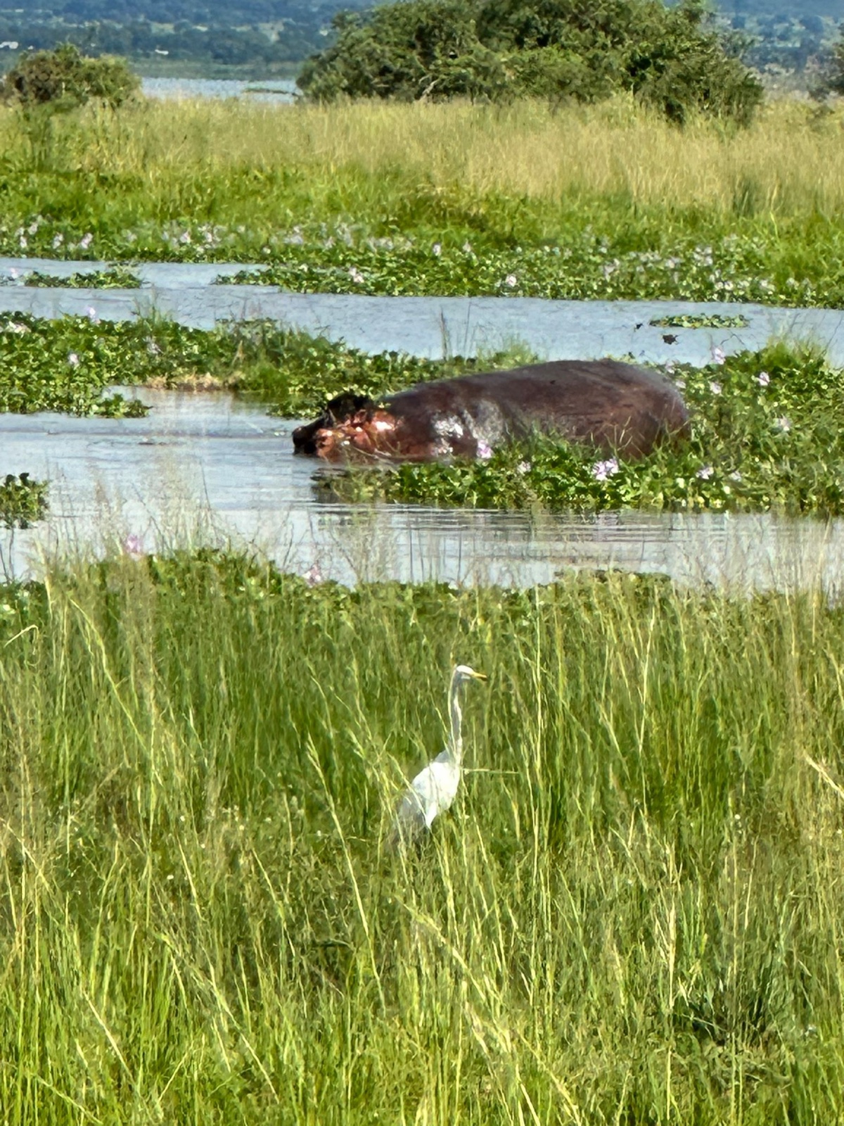 Gorillas & Wildlife Safari — 5 Days - Photo 7