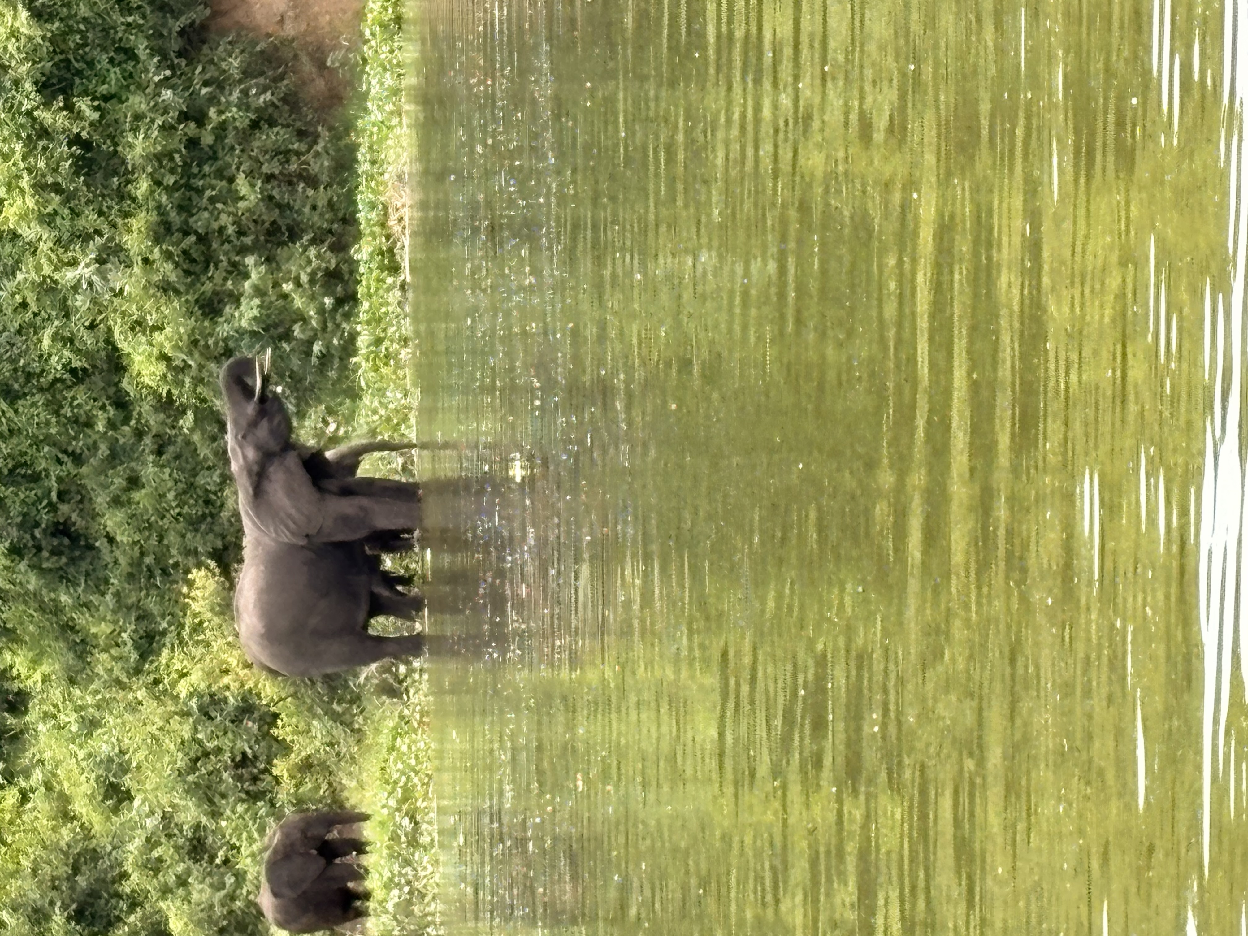 Gorillas & Wildlife Safari — 5 Days - Photo 4