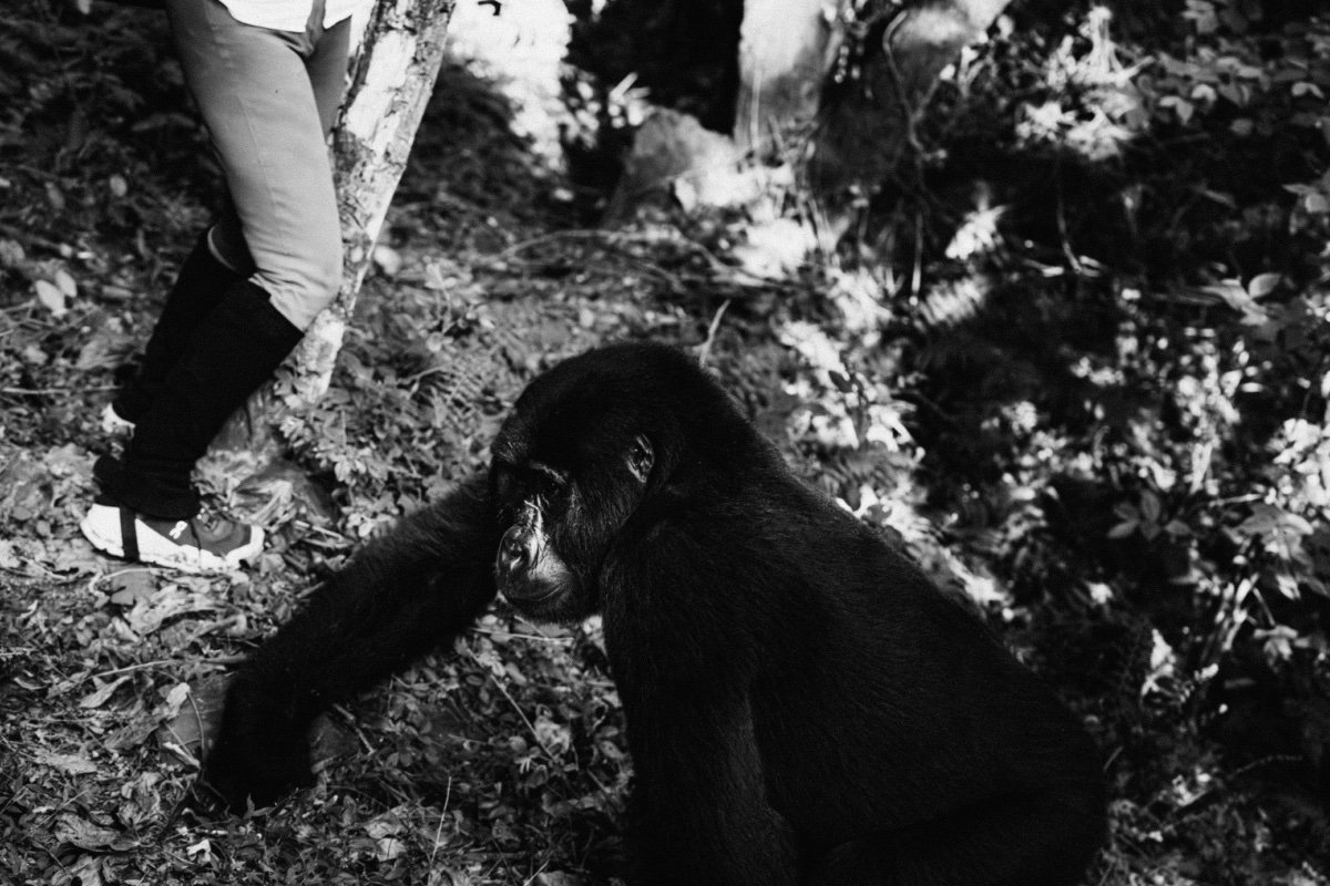 Mgahinga Gorilla National Park