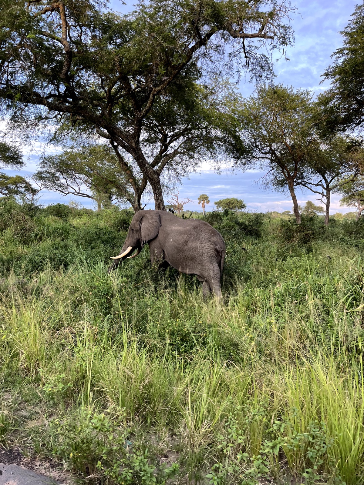 Queen Elizabeth National Park