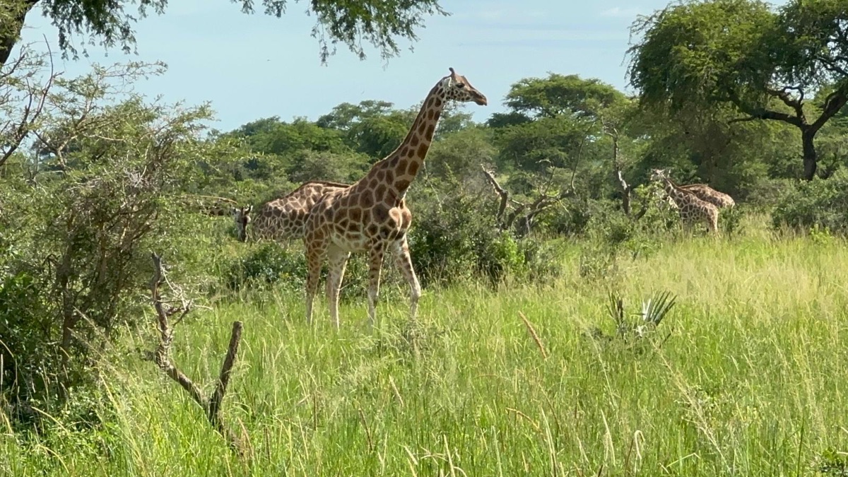 Best of West Uganda — 7 Days - Photo 6