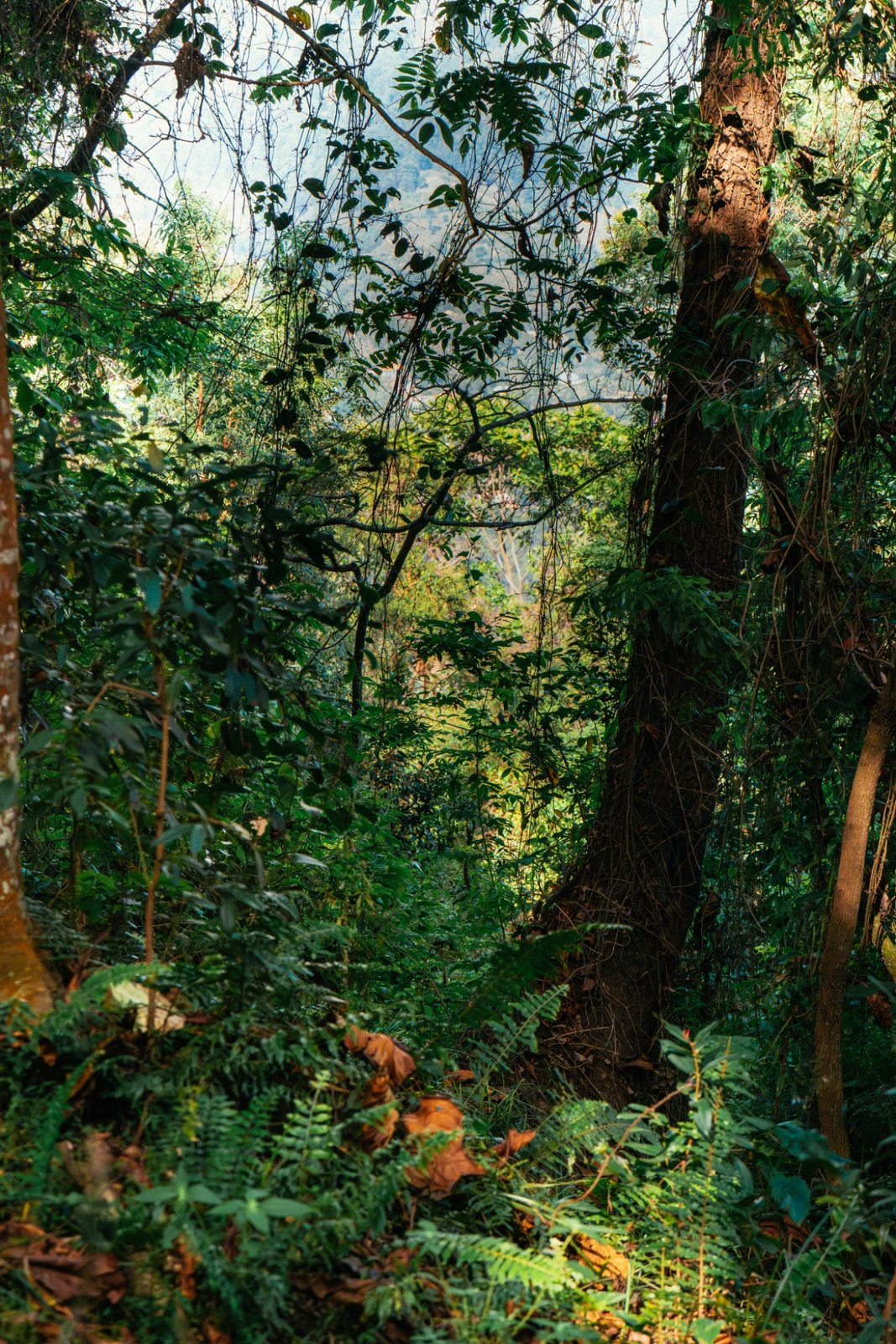 Semuliki National Park