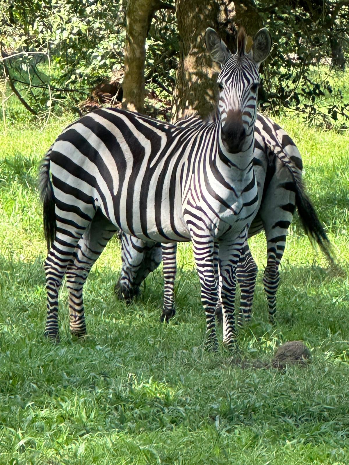 Best of Uganda — 10 Days - Photo 8